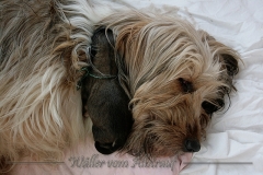 Welpen_A-Wurf_010