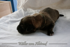 Welpen_A-Wurf_010_nr1