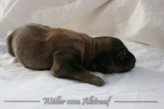 Welpen_A-Wurf_010_nr2