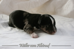 Welpen_A-Wurf_010_nr3