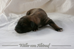 Welpen_A-Wurf_010_nr4