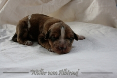 Welpen_A-Wurf_010_nr5