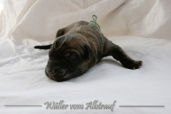Welpen_A-Wurf_010_nr6