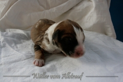 Welpen_A-Wurf_010_nr7