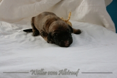 Welpen_A-Wurf_010_nr8