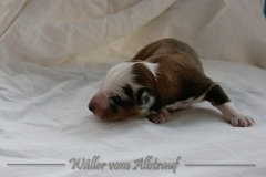 Welpen_A-Wurf_010_nr9