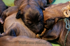 Welpen_A-Wurf_012