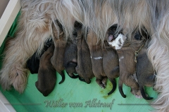 Welpen_A-Wurf_014