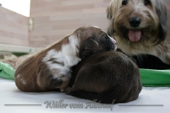 Welpen_A-Wurf_015