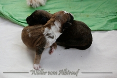 Welpen_A-Wurf_017