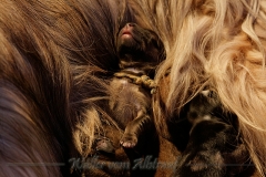 Welpen_A-Wurf_018