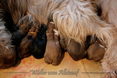 Welpen_A-Wurf_1