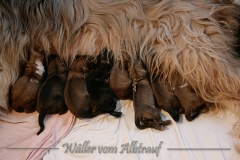 Welpen_A-Wurf_2
