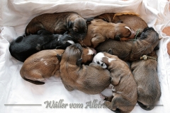 Welpen_A-Wurf_21