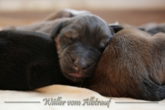 Welpen_A-Wurf_25