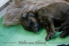Welpen_A-Wurf_28