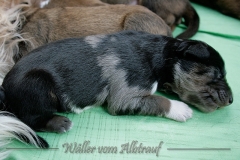 Welpen_A-Wurf_43