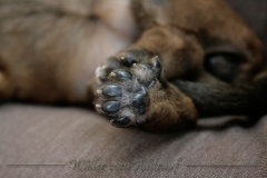welpen-A-Wurf-woche2_10