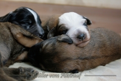 welpen-A-Wurf-woche2_11