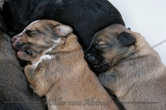 welpen-A-Wurf-woche2_13
