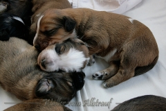 welpen-A-Wurf-woche2_14