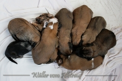 welpen-A-Wurf-woche2_16