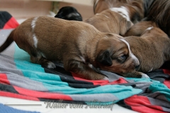 welpen-A-Wurf-woche2_18