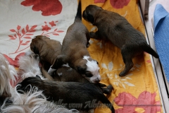 welpen-A-Wurf-woche2_20