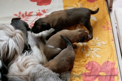 welpen-A-Wurf-woche2_21