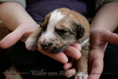 welpen-A-Wurf-woche2_22