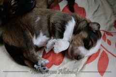 welpen-A-Wurf-woche2_23