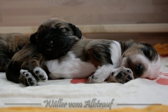 welpen-A-Wurf-woche2_24