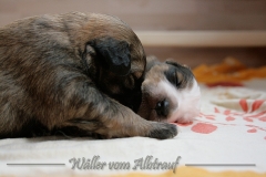 welpen-A-Wurf-woche2_25