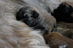 welpen-A-Wurf-woche2_27