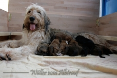 welpen-A-Wurf-woche2_3