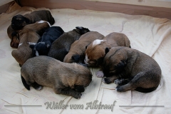 welpen-A-Wurf-woche2_4