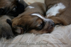 welpen-A-Wurf-woche2_5