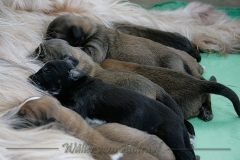 welpen-A-Wurf-woche2_6