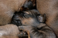 welpen-A-Wurf-woche2_7
