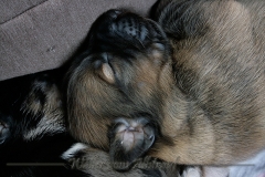 welpen-A-Wurf-woche2_9