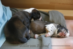 B-Wurf_Woche1_25