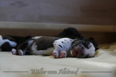 B-Wurf_Woche1_27