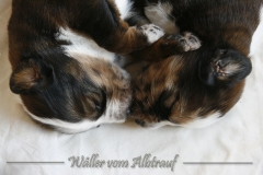 B-Wurf Woche 3