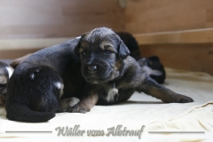 woche_3-13
