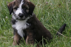 woche_9-33-boomer