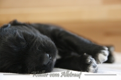 CWoche_3-10