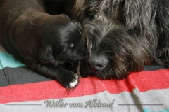 CWoche_3-11