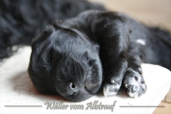 CWoche_3-14