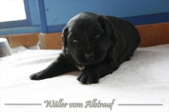 CWoche_3-16
