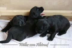 CWoche_3-17